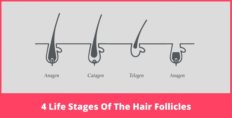 4 Life Stages Of The Hair Follicles