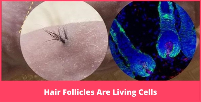 Hair Follicles Are Living Cells