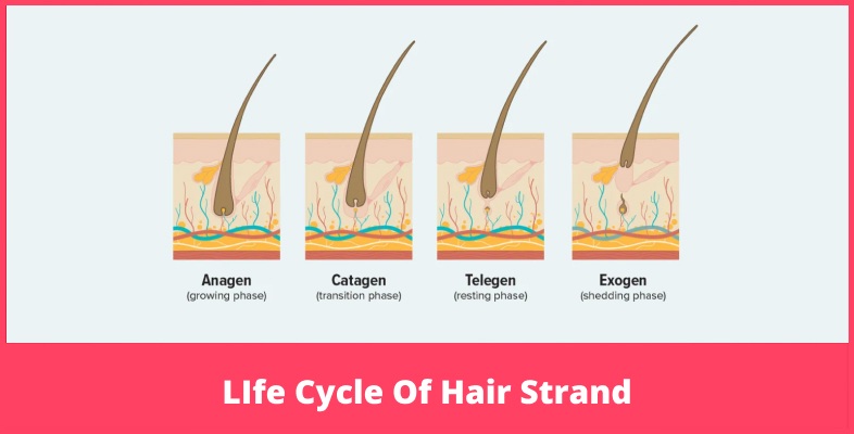 The Life Cycle Of Hair Strand