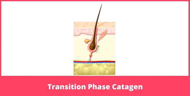 Transition Phase Catagen